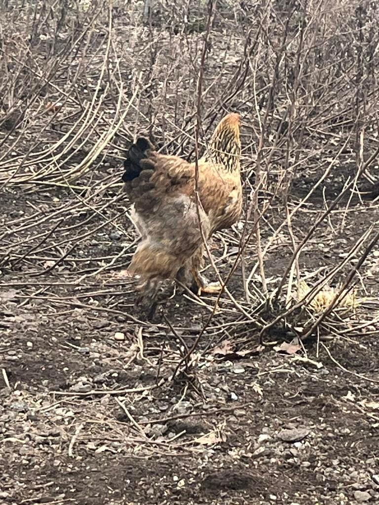 Jonge Brahma hennen, Poule ou poulet