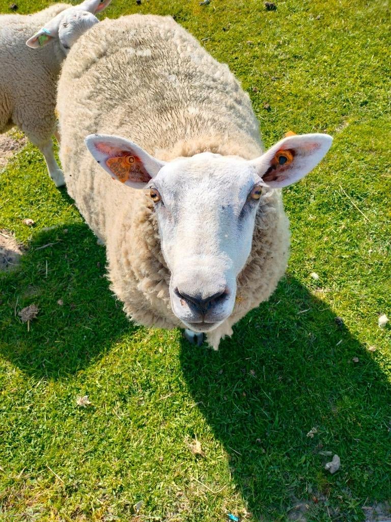 2 jarige ooi met correcte uier, Dieren en Toebehoren, Schapen, Geiten en Varkens