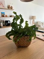 Plant + bloempot, Huis en Inrichting, Ophalen