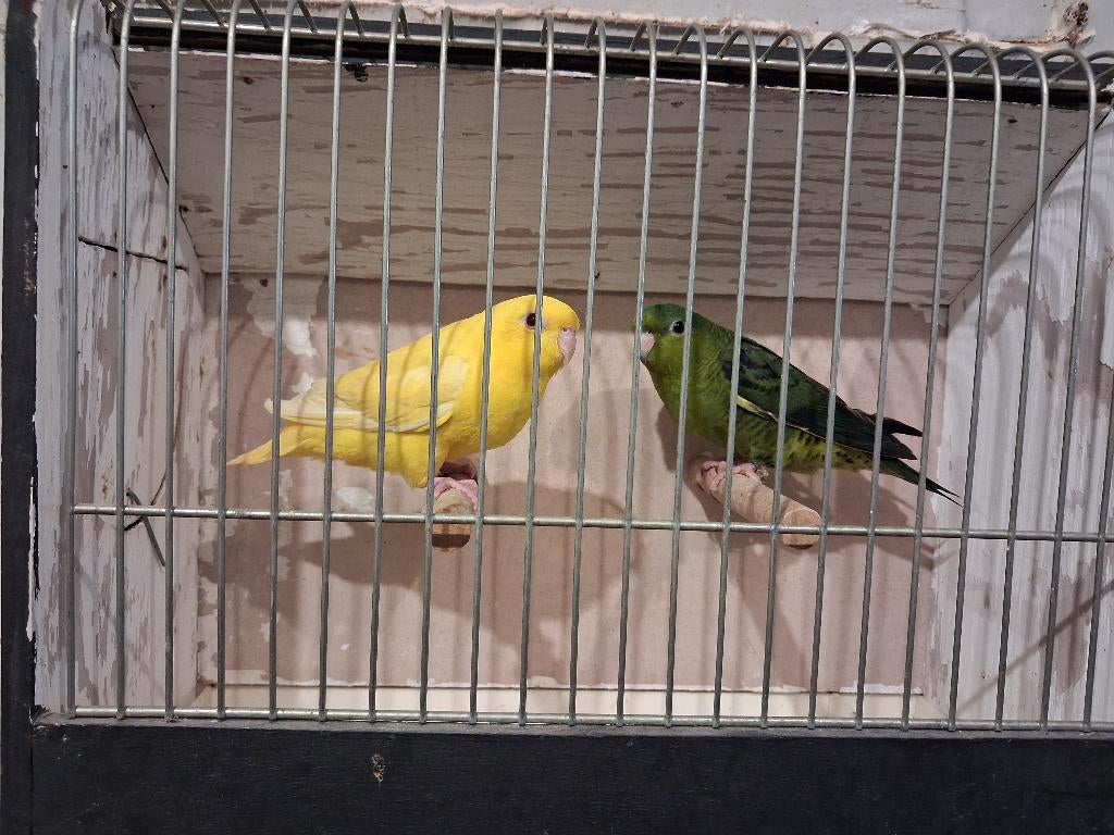 Jonge Catharinaparkieten