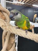 We zoeken baby Bonte Boertjes en Meyer papegaaien, Dieren en Toebehoren, Meerdere dieren, Geringd