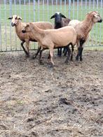 Brebis à ventre noir de la Barbade