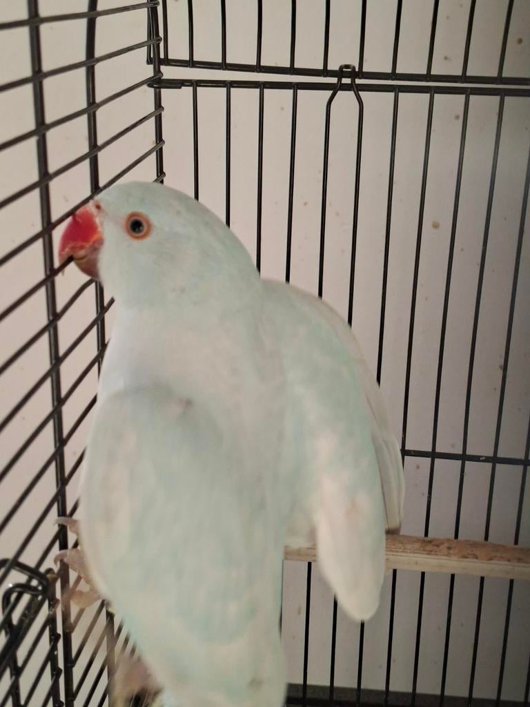 Perruche à collier, Perruche