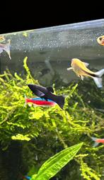 Black Molly’s, Vis, Zoetwatervis