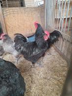 broedeieren verschillende kippen rassen, Dieren en Toebehoren, Pluimvee