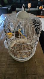 Paruche, Ophalen of Verzenden