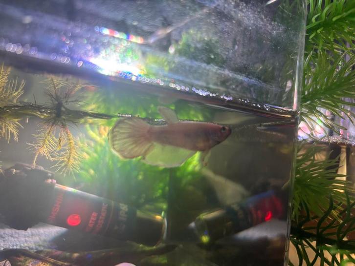 Unieke Betta Magic Marble: Verandert constant van kleur!, Animaux & Accessoires, Poissons | Poissons d'aquarium, Poisson