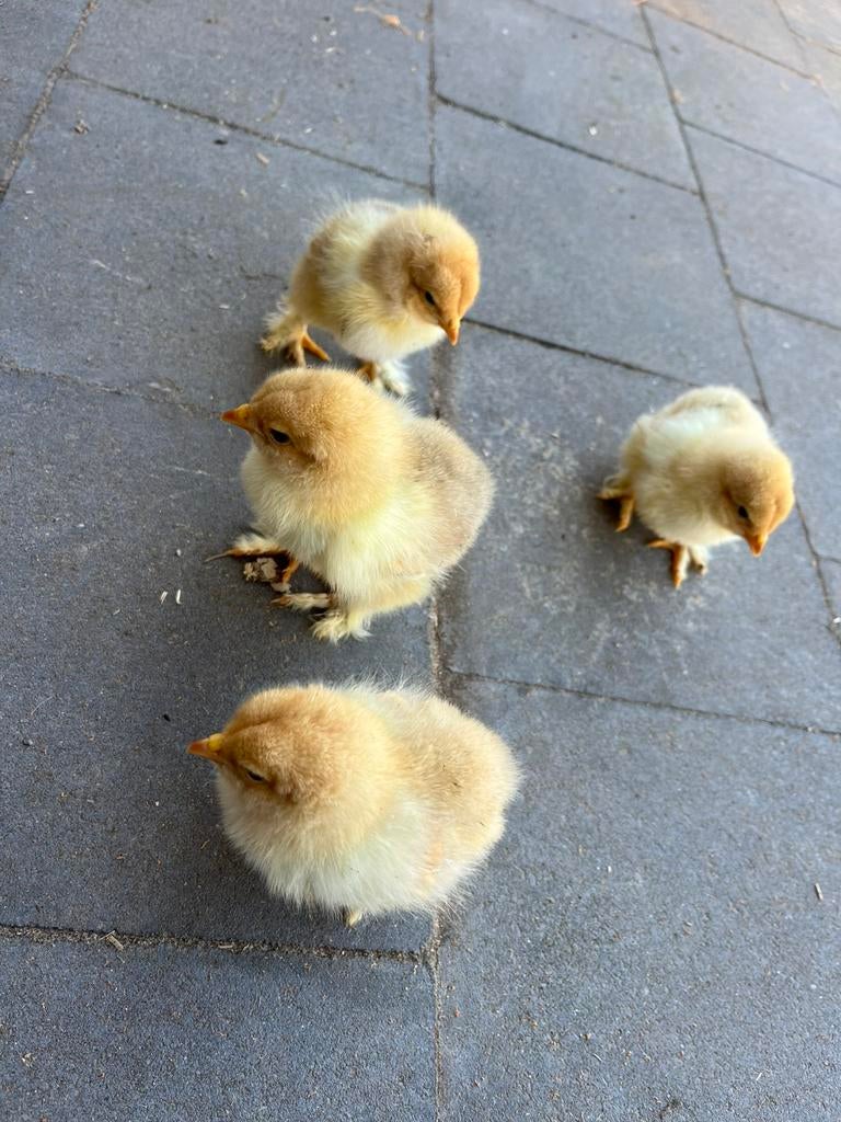 Eendags kuikens brahma beschikbaar