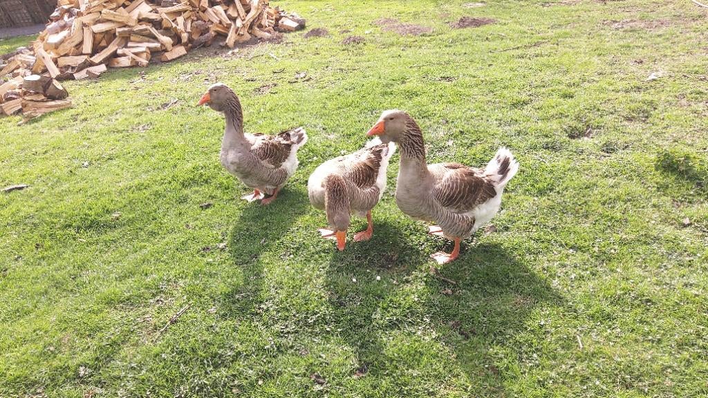 Dewlap toulouse ganzen, Plusieurs animaux, Oie ou Cygne