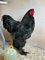 Zwarte brahma TT haan, Dieren en Toebehoren, Pluimvee