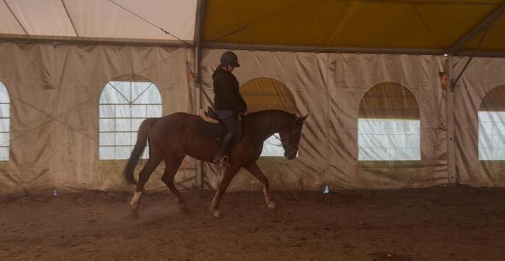 Halve stal, Animaux & Accessoires, Poneys, Jument, ZZ, Poney de saut, 7 à 10 ans, Avec pedigree, Avec puce électronique, Vermifugé