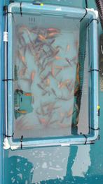 Mix kois 7/10, Dieren en Toebehoren, Vissen | Vijvervissen, Karper of Koi