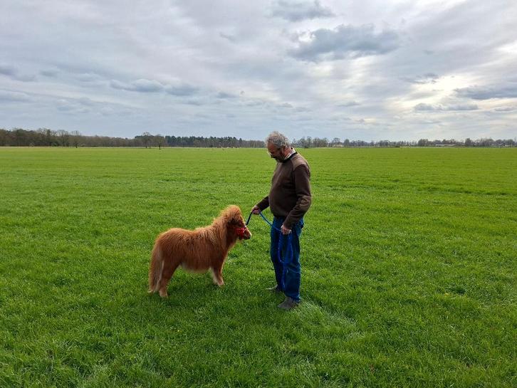 Apart klein merrie'tje, Dieren en Toebehoren, Pony's, Merrie, A pony (tot 1.17m), 0 tot 2 jaar, Gechipt, Ontwormd