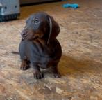 Teckel standaard puppy reutje, België, Standaard, Reu, 8 tot 15 weken