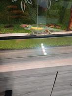 Kameleon + terrarium, Dieren en Toebehoren, Ophalen of Verzenden, Verlichting