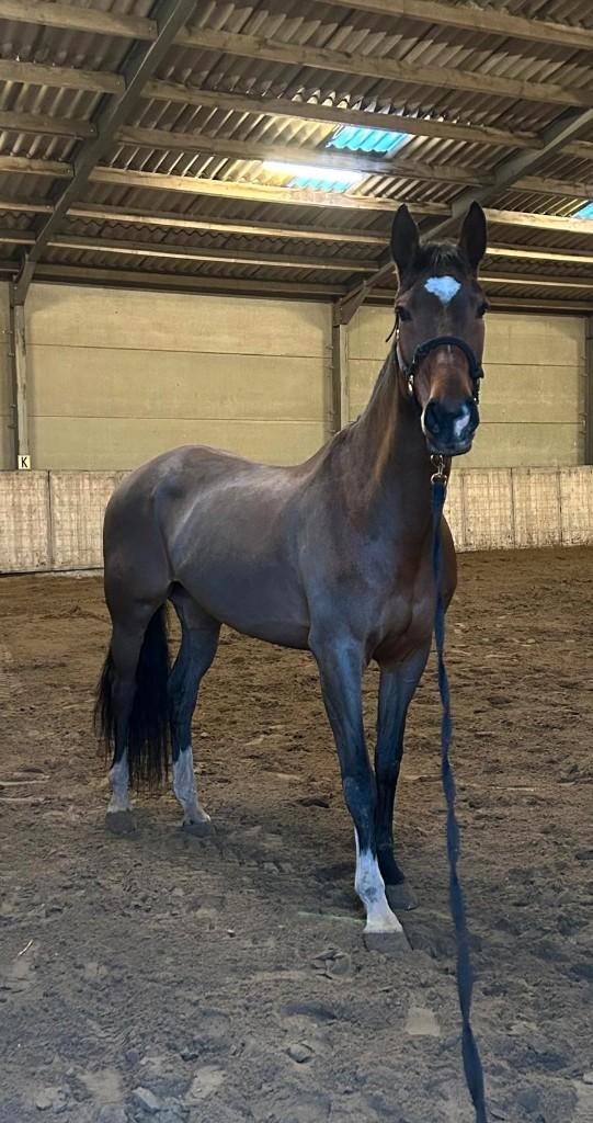 Allround merrie – kleindochter van G.Ramiro Z en Indoctro, Dieren en Toebehoren, Paarden, Merrie, Niet van toepassing, 160 tot 165 cm