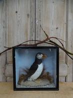 Opgezette papegaaiduiker in oude vitrine, Antiek en Kunst, Ophalen of Verzenden