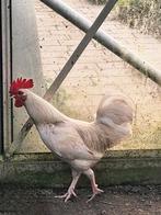 Gratis haantje, kruising Bassette, Dieren en Toebehoren, Mannelijk, Kip