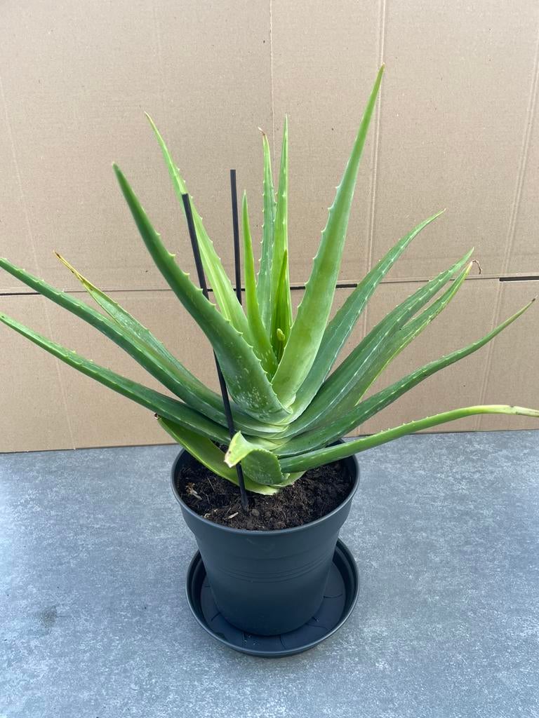 Te koop aloe Vera planten, Ophalen, Vaste plant, Overige soorten