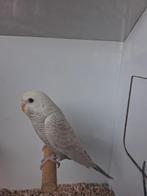 Prachtige jonge Blackface Blackwing Duits Fallow pop, Animaux & Accessoires, Oiseaux | Perruches & Perroquets, Femelle, Perruche