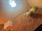 Baardagaam, Dieren en Toebehoren, Reptielen en Amfibieën, Met terrarium, 3 tot 6 jaar