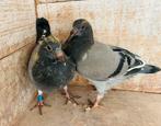 Koppel jonge 2 de ronde, Animaux & Accessoires, Oiseaux | Pigeons, Plusieurs animaux, Pigeon voyageur