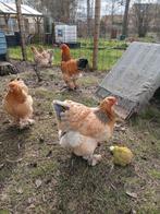 Brahma broedeieren buff blauw x buff zwart combo, Dieren en Toebehoren, Pluimvee