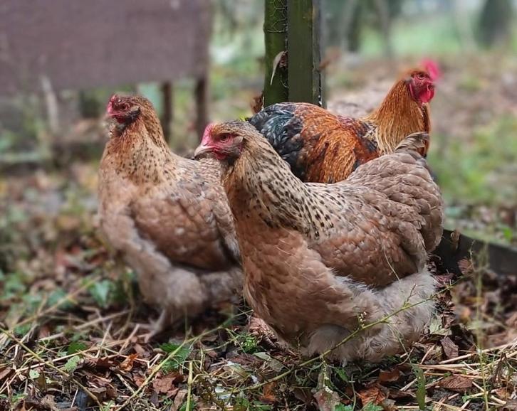 Broedeieren groot orpington, Dieren en Toebehoren, Pluimvee | Toebehoren, Nieuw, Overige typen, Ophalen of Verzenden