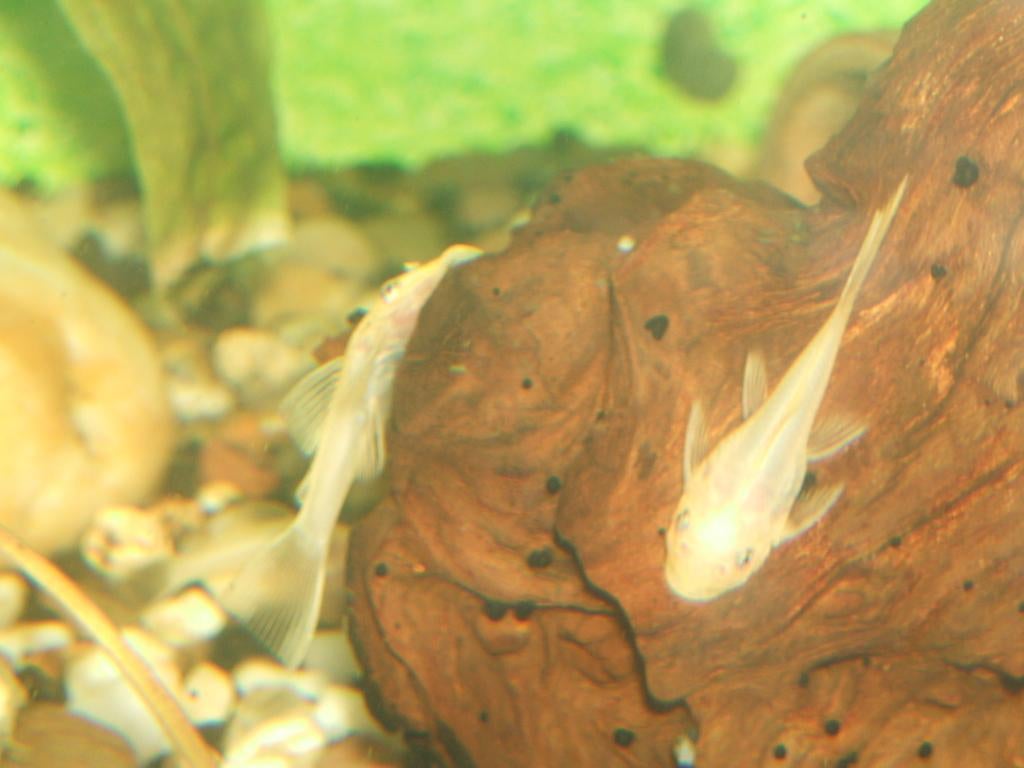 Kweekgroep L144 lemon, Dieren en Toebehoren, Vissen | Aquariumvissen