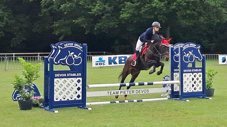 Drachtige D pony, Animaux & Accessoires, Chevaux & Poneys | Étalons & Juments poulinières, Jument