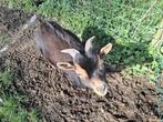 bok black and tan dwerggeit geit, Dieren en Toebehoren, Mannelijk, Geit, 0 tot 2 jaar