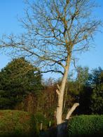 gratis  brandhout van noten boom, Tuin en Terras, Brandhout, Ophalen, Overige houtsoorten, Takken