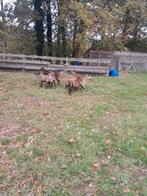Prachtige kameroen schapen ooien, Dieren en Toebehoren, Meerdere dieren, Schaap, 0 tot 2 jaar