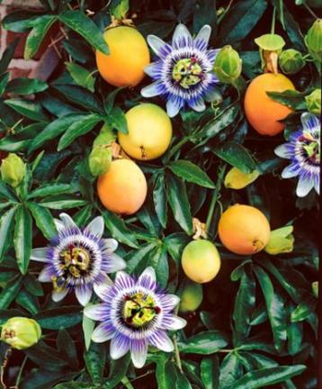 winterhard passiefruit plant beschikbaar voor biedingen