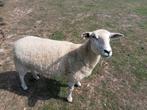 Schapen van 1 jaar oud te koop, Dieren en Toebehoren, Schapen, Geiten en Varkens, Vrouwelijk, Schaap