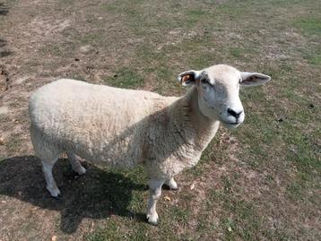 Schapen van 1 jaar oud te koop  beschikbaar voor biedingen