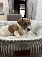 Jack russel pups uit geteste ouders, Dieren en Toebehoren, België, Fokker | Hobbymatig, Jack Russell Terriër, 8 tot 15 weken