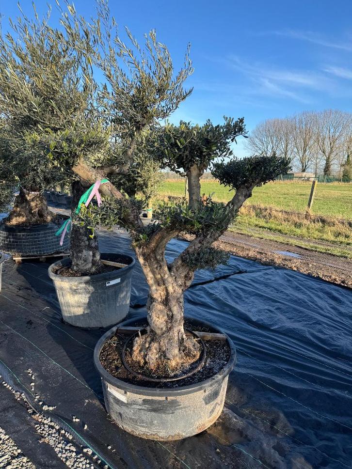 Olijfboom ponpon ramificado, Jardin & Terrasse, Plantes | Arbres, Olivier, 100 à 250 cm, Plein soleil, Été, Enlèvement ou Envoi