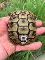 Landschildpadjes geboren in 2022