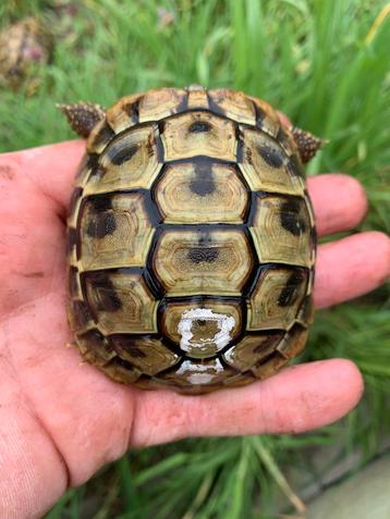 Landschildpadjes geboren in 2022 beschikbaar voor biedingen