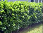 Laurierhaag - Prunus Novita weer in alle hoogtes leverbaar, Ophalen of Verzenden, Laurier, Haag, 100 tot 250 cm