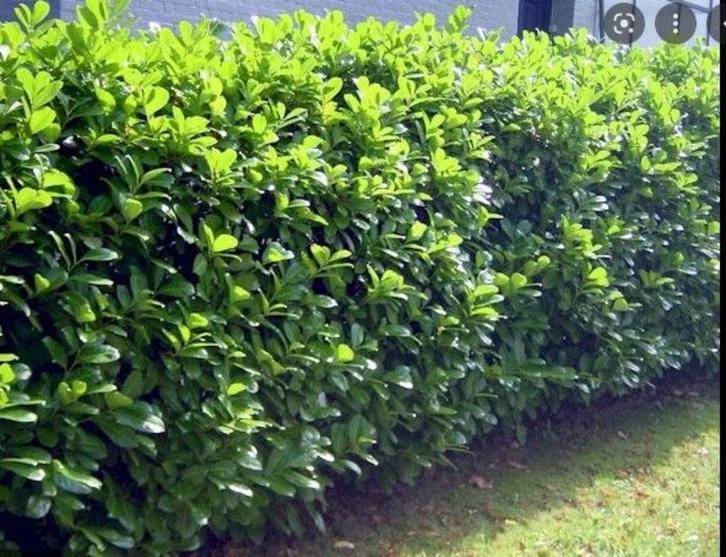 Laurierhaag - Prunus Novita weer in alle hoogtes leverbaar, Tuin en Terras, Planten | Struiken en Hagen, Haag, Laurier, 100 tot 250 cm
