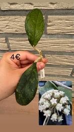 Hoya FINLAYSONII, Huis en Inrichting, Kamerplanten, Ophalen of Verzenden