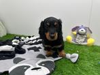Langharige Dwergteckel pups, Dieren en Toebehoren, Honden | Teckels en Dashonden, België, 8 tot 15 weken, Korthaar, CDV (hondenziekte)