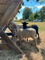 Ouessant dekram, Mannelijk, Schaap, 0 tot 2 jaar