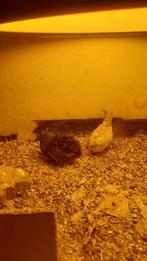 Chinese dwerg kwartel  mannen, Dieren en Toebehoren