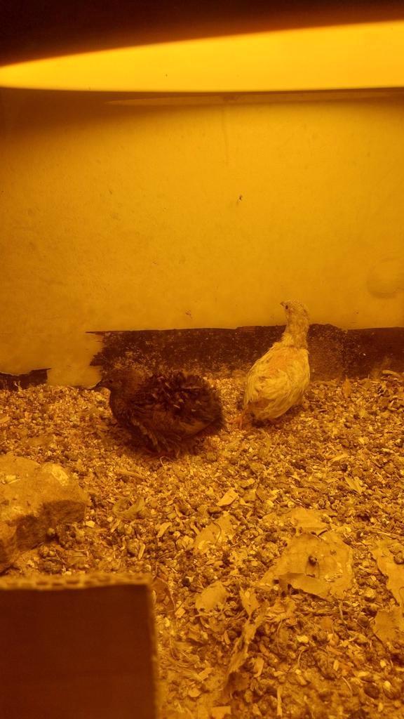 Chinese dwerg kwartel  mannen, Dieren en Toebehoren, Vogels | Kanaries