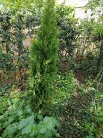 Thuja occidentalis Brabant 6 st staan los in grond, Jardin & Terrasse, Plantes | Arbustes & Haies, Enlèvement ou Envoi