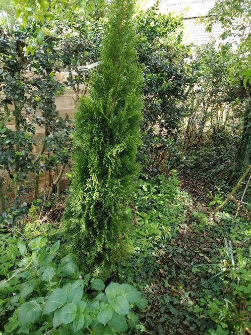 Thuja occidentalis Brabant 6 st staan los in grond GOEDKOOP, Jardin & Terrasse, Plantes | Arbustes & Haies, Enlèvement ou Envoi