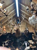 Taxidermie hertenkop super groot, Ophalen of Verzenden